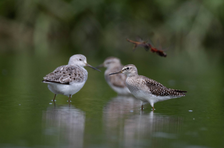 Guided Tour to the Biodiversity Zone