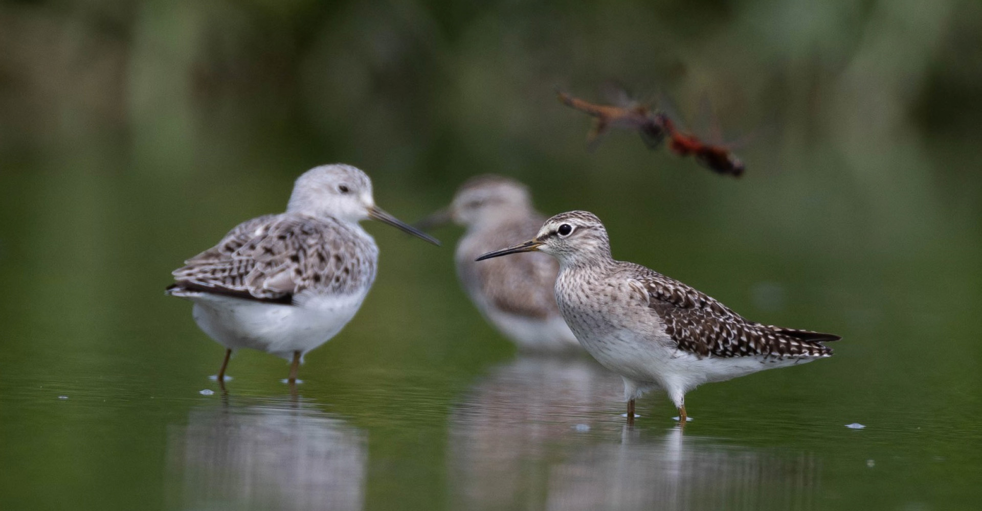 The largest & most complete freshwater wetland in Hong Kong (1)