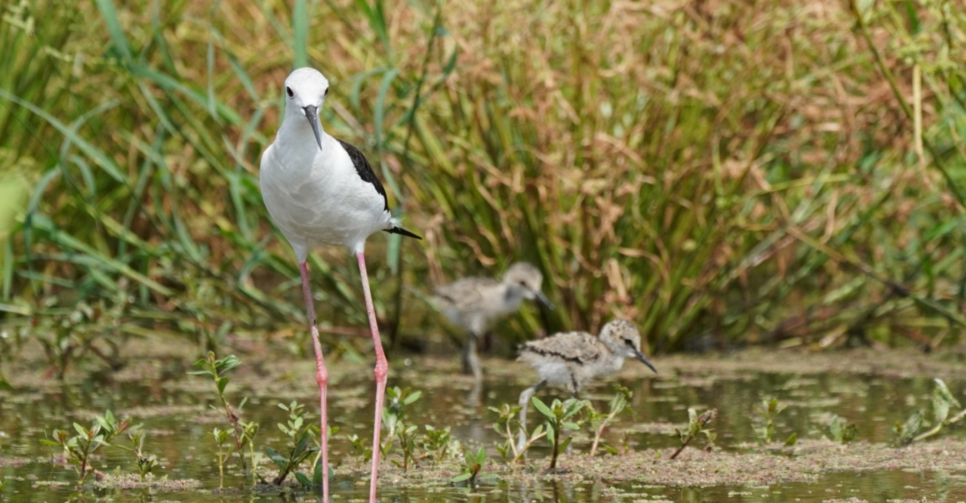 The largest & most complete freshwater wetland in Hong Kong (4)