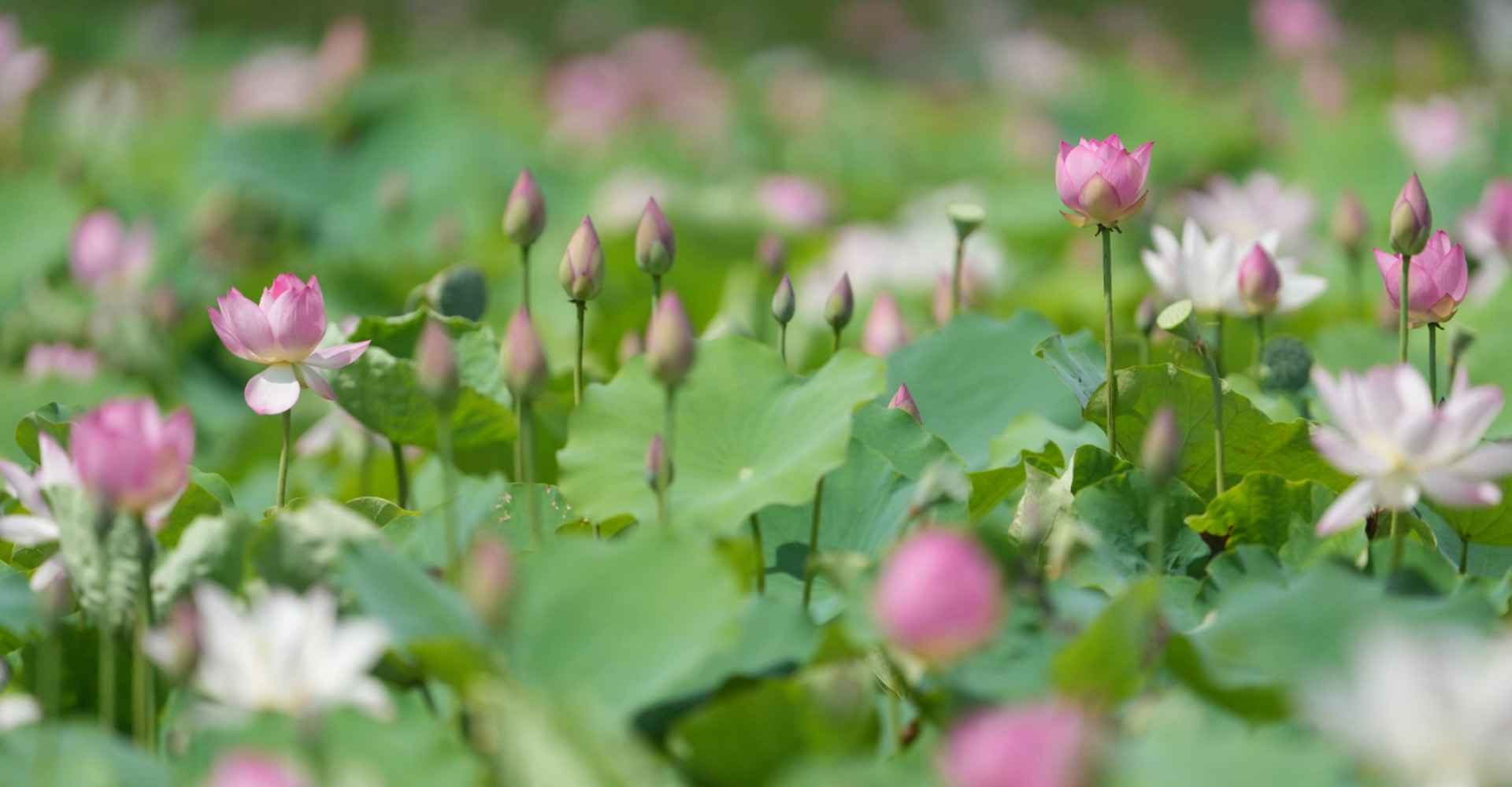 The largest & most complete freshwater wetland in Hong Kong (5)