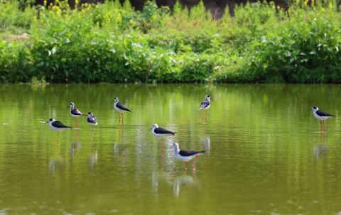 Guided Tour to the Biodiversity Zone